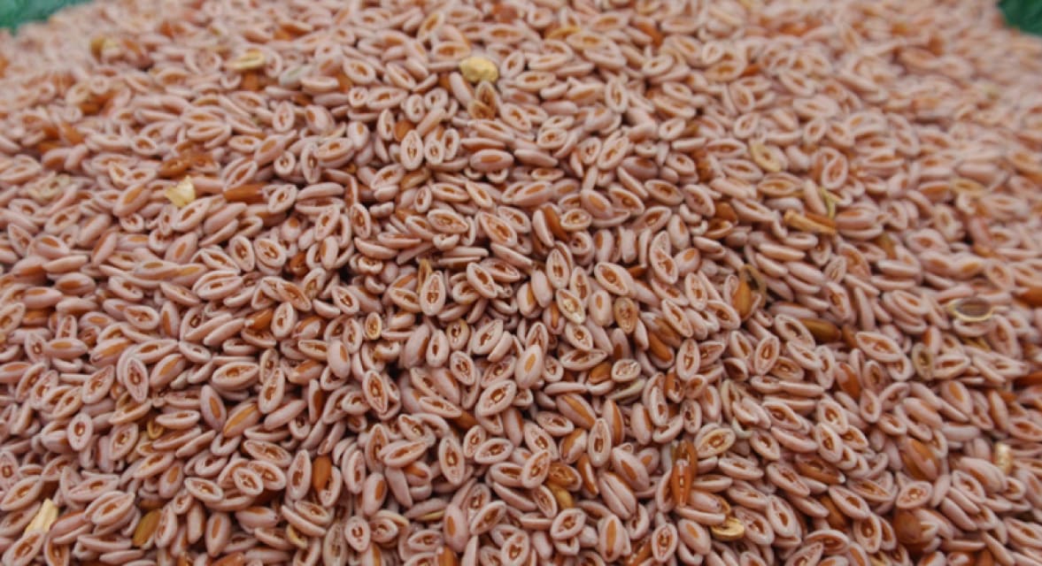 Organic Isabgol Seeds